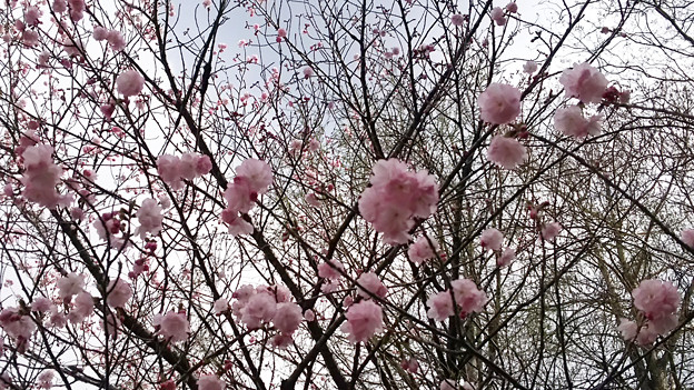 Photos: 上野公園の桜