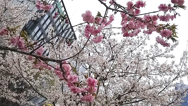 会社付近の桜