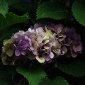 写真: 名残の紫陽花