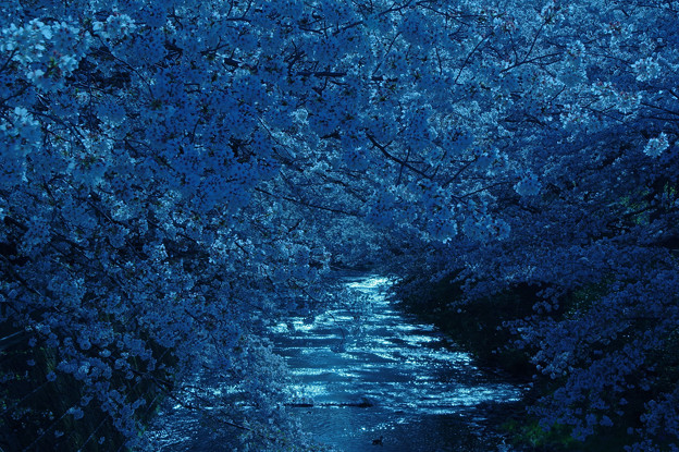 写真: 月光桜