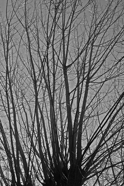 冬の樹影１−ヤマナラシ（山鳴、ヤナギ科）