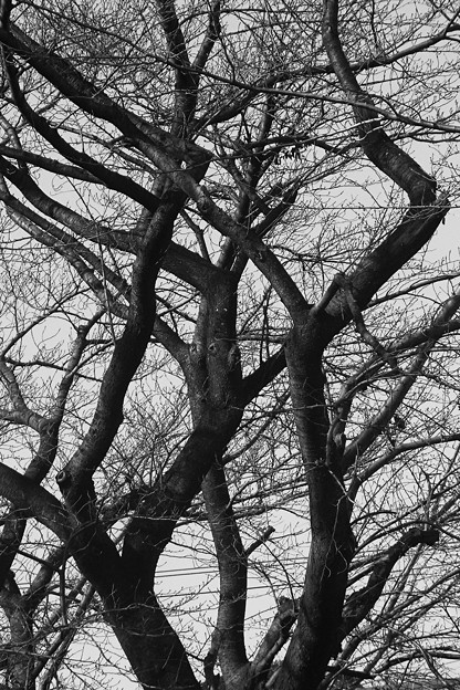 冬の樹影２−ソメイヨシノ（染井吉野、バラ科）