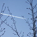 写真: 夕方の飛行機雲 - 2