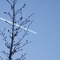 写真: 夕方の飛行機雲 - 3