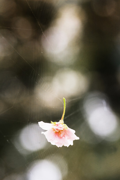 写真: 浮く桜