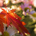 写真: 秋と花と