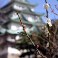 写真: 梅と名古屋城