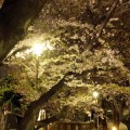 写真: 夜道の桜