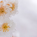写真: 冬桜の冬