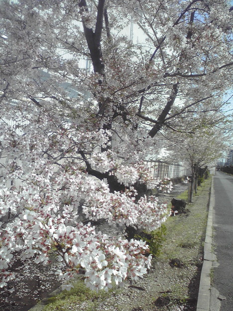 兵庫県の塚口駅まで出張して桜が満開でした(^O^)