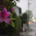 写真: 雨の日