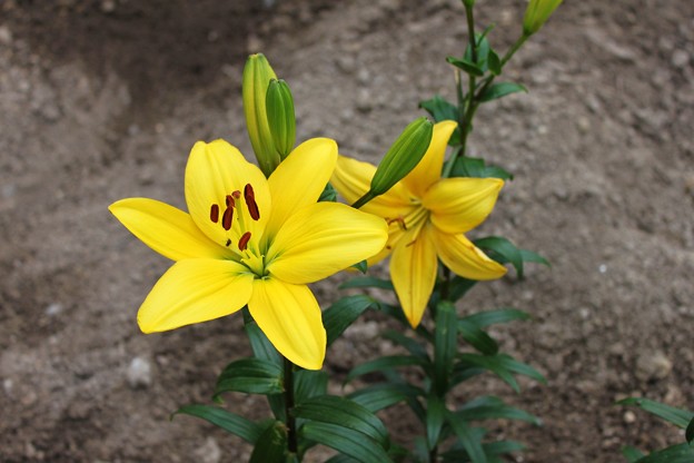 写真: 黄色いユリの花