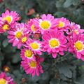 写真: 菊の花