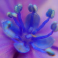 紫陽花-花