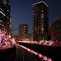 冬の夜桜