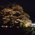 写真: 鑁阿寺の夜桜2015.4.2
