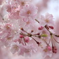 写真: しだれ桜☆彡