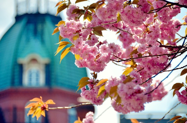 旧北海道庁の桜