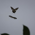 写真: 蝶のランデブー
