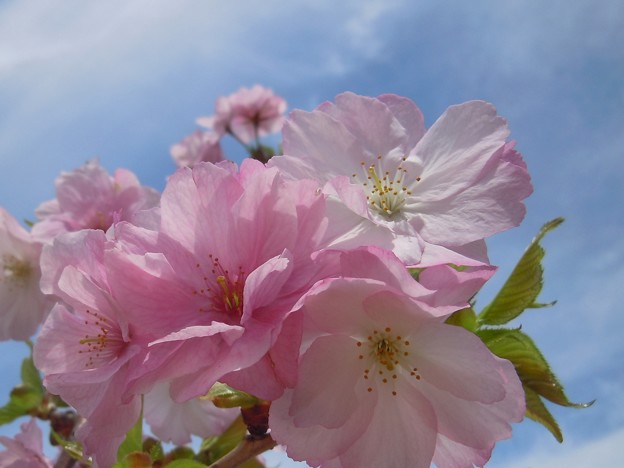 写真: 桜の森の楊貴妃あでやか♪