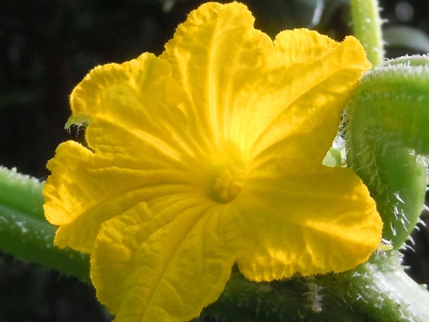 写真: ゴーヤの黄色い花♪
