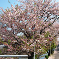写真: 桜土手の桜２００９-001