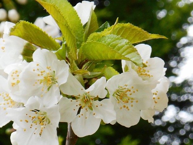 新緑の候 色白な美白桜♪