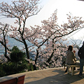 写真: 千光寺公園の桜２００９-072
