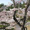 千光寺公園の桜２００９-041
