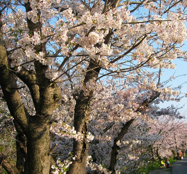写真: 桜土手の桜並木２００９-010