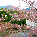 高坂自然休養村の桜２００９- 046