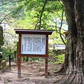 有名な仏通寺のイヌマキの木