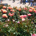 写真: ローズマインドな緑町の薔薇たち♪