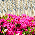 ツツジと、ふれあい広場のタイルの石段 in 千光寺公園