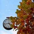 写真: 黄昏に時を刻む〜晩秋の街路樹、平木山のプラタナスの黄葉〜