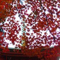 写真: 多宝塔の紅葉