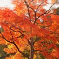 写真: 古刹巨樹の紅葉