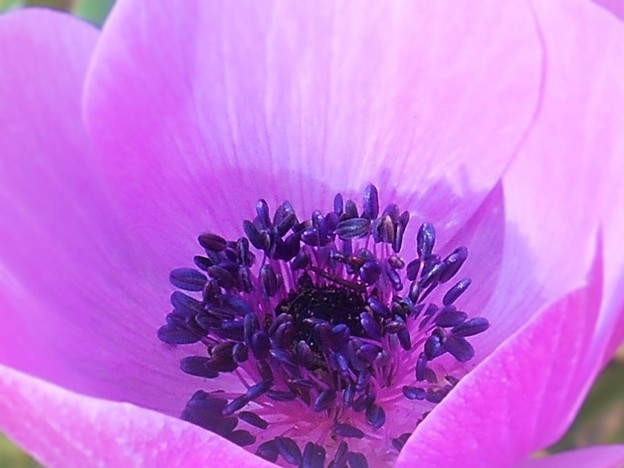 写真: 薄紫色に香るアネモネの花 ♪