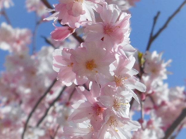 早咲きの薄紅糸桜が八分咲き♪