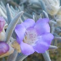 写真: ニョキニョキと角が沢山ある釣鐘状の小さな薄紫色の花 ♪