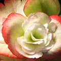 写真: ソフトで桃色な気持ち、ベゴニアの花