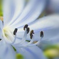 写真: 爽やか アガパンサスの花