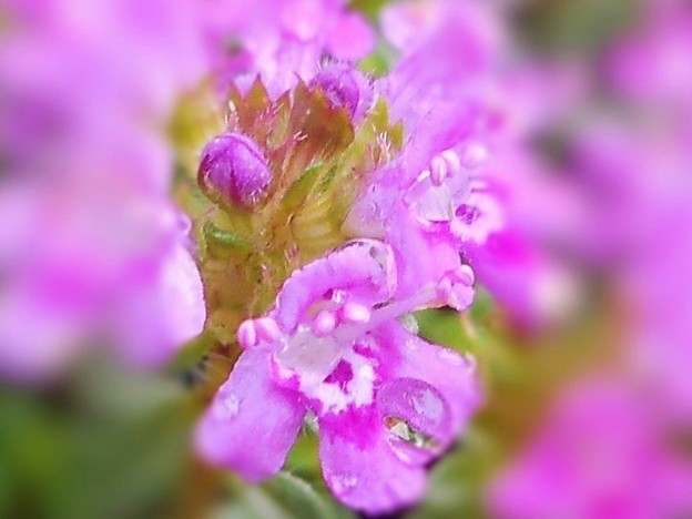 雨に咲く タイムの小花たち