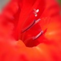 七月のグラジオラスの紅い花