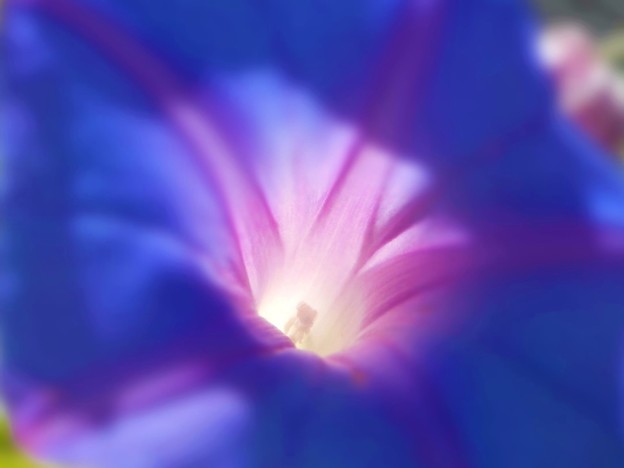 写真: 蝉しぐれのなか いきいきとクリスタルブルー（琉球朝顔）