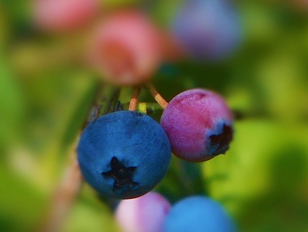 写真: 野趣あふれるブルーベリーの色付くころ