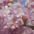 満開の枝垂糸桜 in 千光寺山