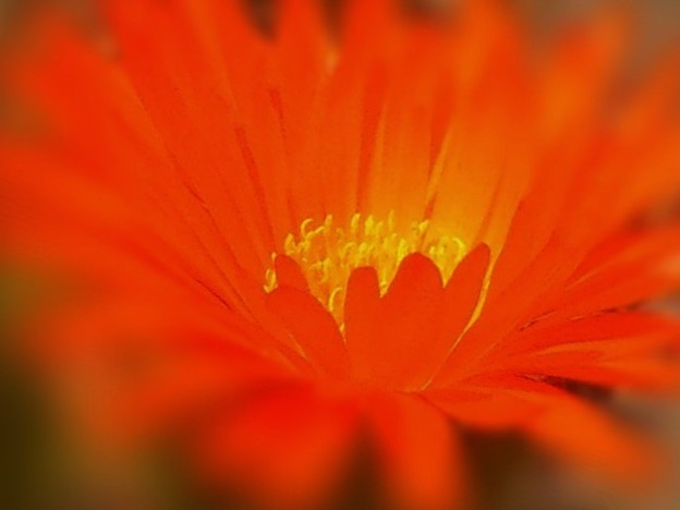 写真: オレンジ色に咲く花