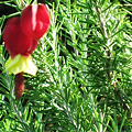 写真: ローズマリーに赤い花