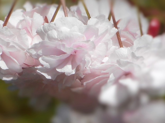 写真: 八重桜が満開 in 千光寺山